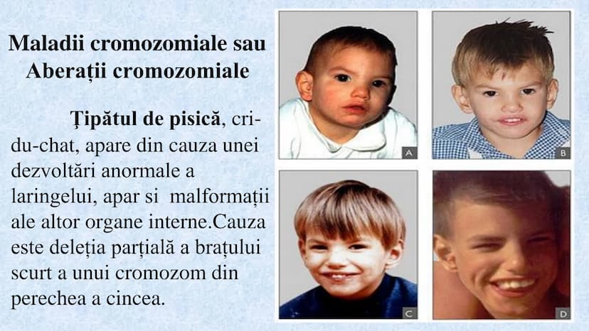 # Acizii nucleici sunt ADN-ul și ARN-ul

## ADN

- Sediul principal al ADN-ului
este nucleul celulelor.
- Sedii secundare sunt:
mitocondriil