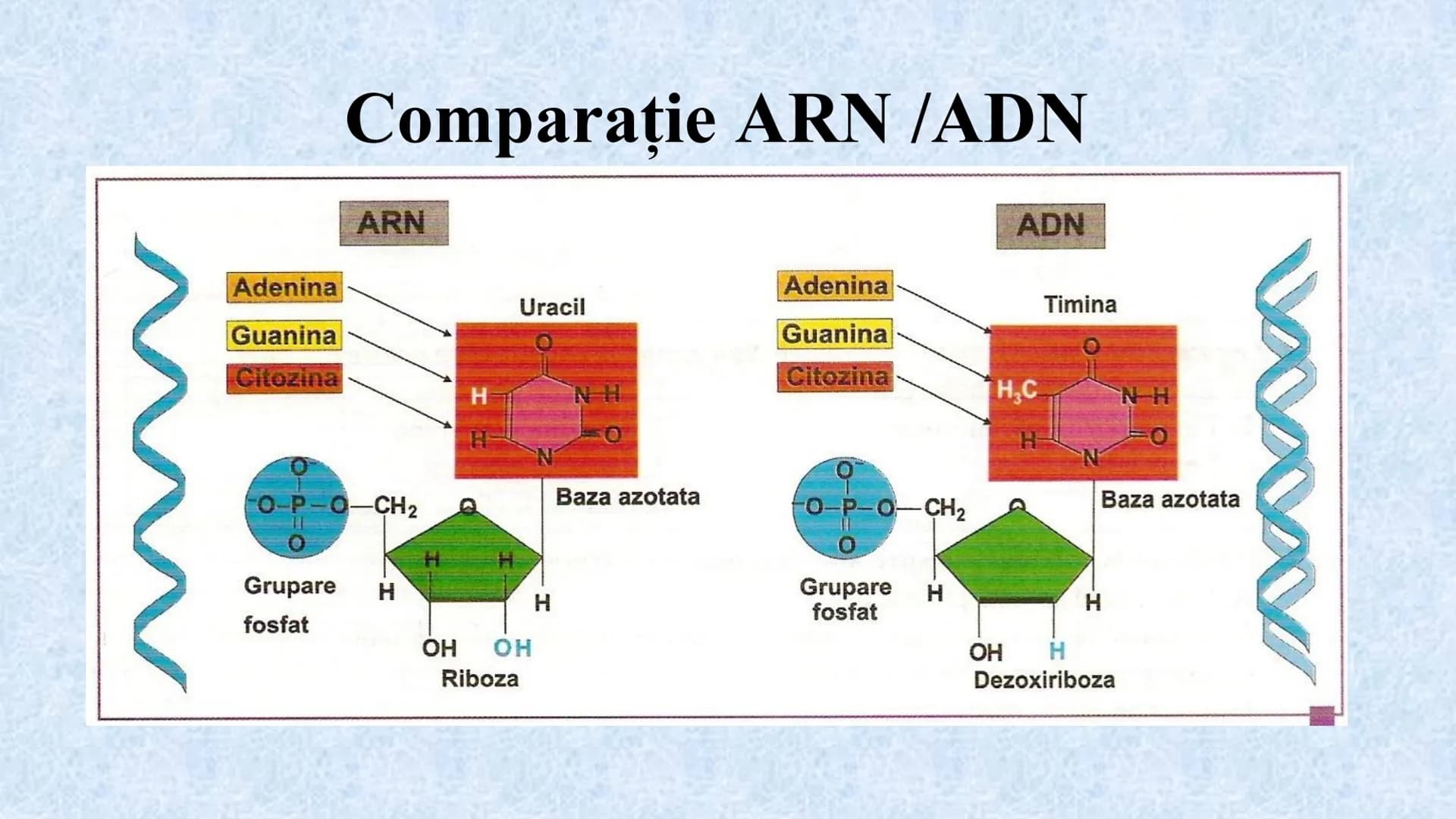 # Acizii nucleici sunt ADN-ul și ARN-ul

## ADN

- Sediul principal al ADN-ului
este nucleul celulelor.
- Sedii secundare sunt:
mitocondriil