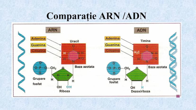 # Acizii nucleici sunt ADN-ul și ARN-ul

## ADN

- Sediul principal al ADN-ului
este nucleul celulelor.
- Sedii secundare sunt:
mitocondriil