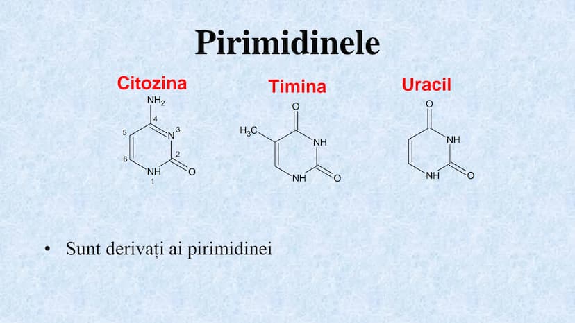 # Acizii nucleici sunt ADN-ul și ARN-ul

## ADN

- Sediul principal al ADN-ului
este nucleul celulelor.
- Sedii secundare sunt:
mitocondriil