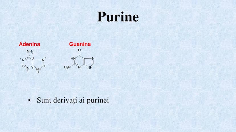 # Acizii nucleici sunt ADN-ul și ARN-ul

## ADN

- Sediul principal al ADN-ului
este nucleul celulelor.
- Sedii secundare sunt:
mitocondriil