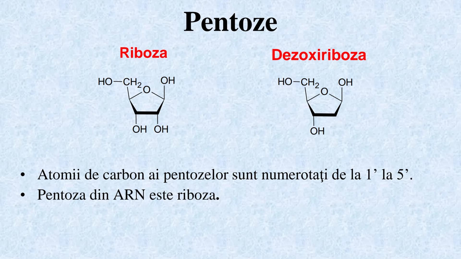 # Acizii nucleici sunt ADN-ul și ARN-ul

## ADN

- Sediul principal al ADN-ului
este nucleul celulelor.
- Sedii secundare sunt:
mitocondriil