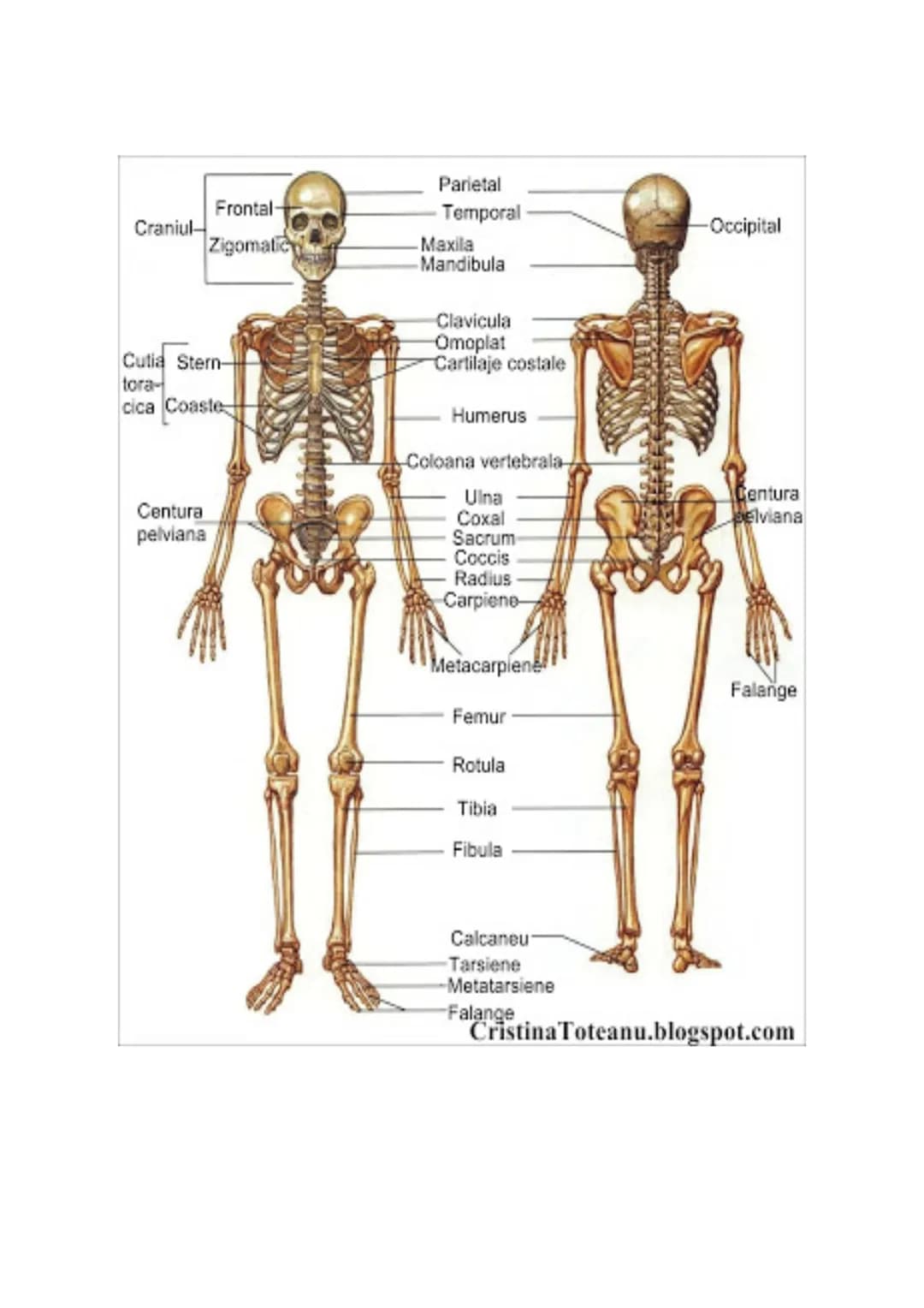 --- OCR Start ---
Parietal
Frontal-
Craniul-
Zigomatic
Cutia Stern-
tora-
cica Coaste
Temporal
Maxila
Mandibula
Clavicula
Omoplat
Cartilaje 