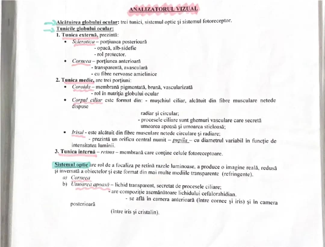 Analizatorul Vizual