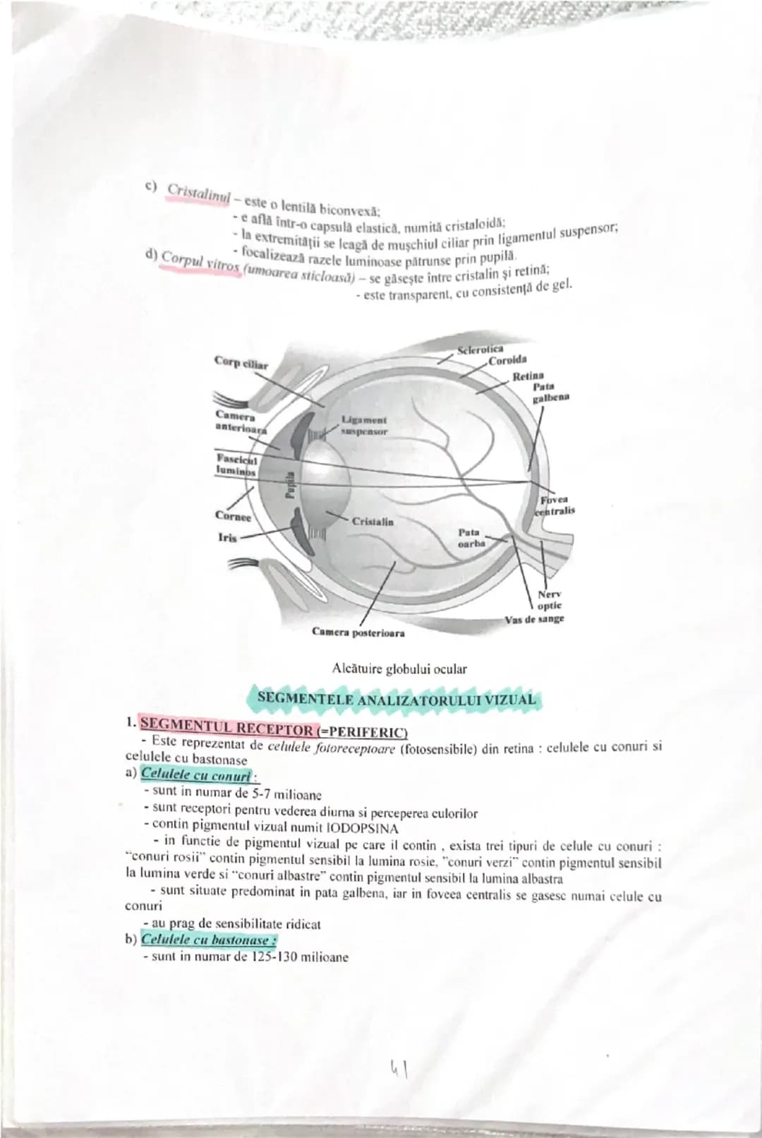 # ANALIZATORUL VIZUAL

Alcătuirea globului ocular: trei tunici, sistemul optic şi sistemul fotoreceptor.

**Tunici globului ocular:**

1. **