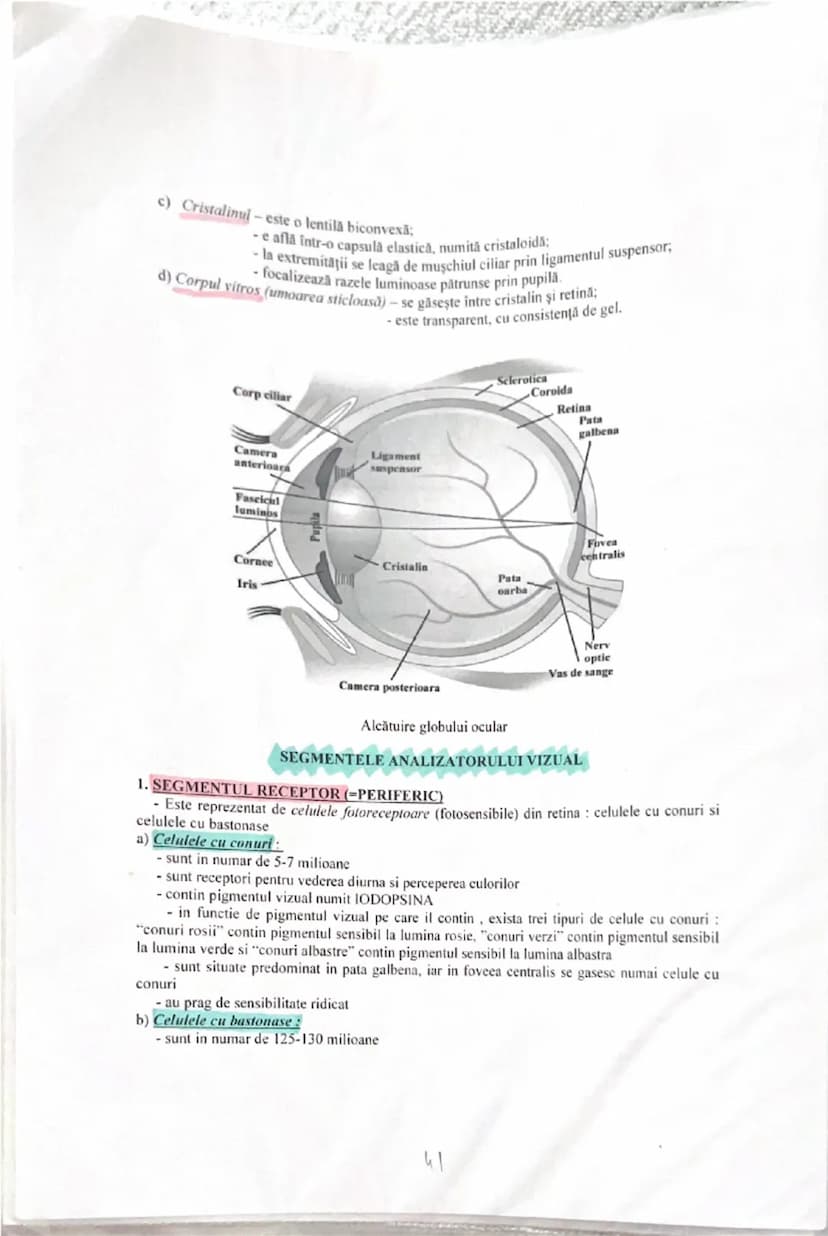 # ANALIZATORUL VIZUAL

Alcătuirea globului ocular: trei tunici, sistemul optic şi sistemul fotoreceptor.

**Tunici globului ocular:**

1. **