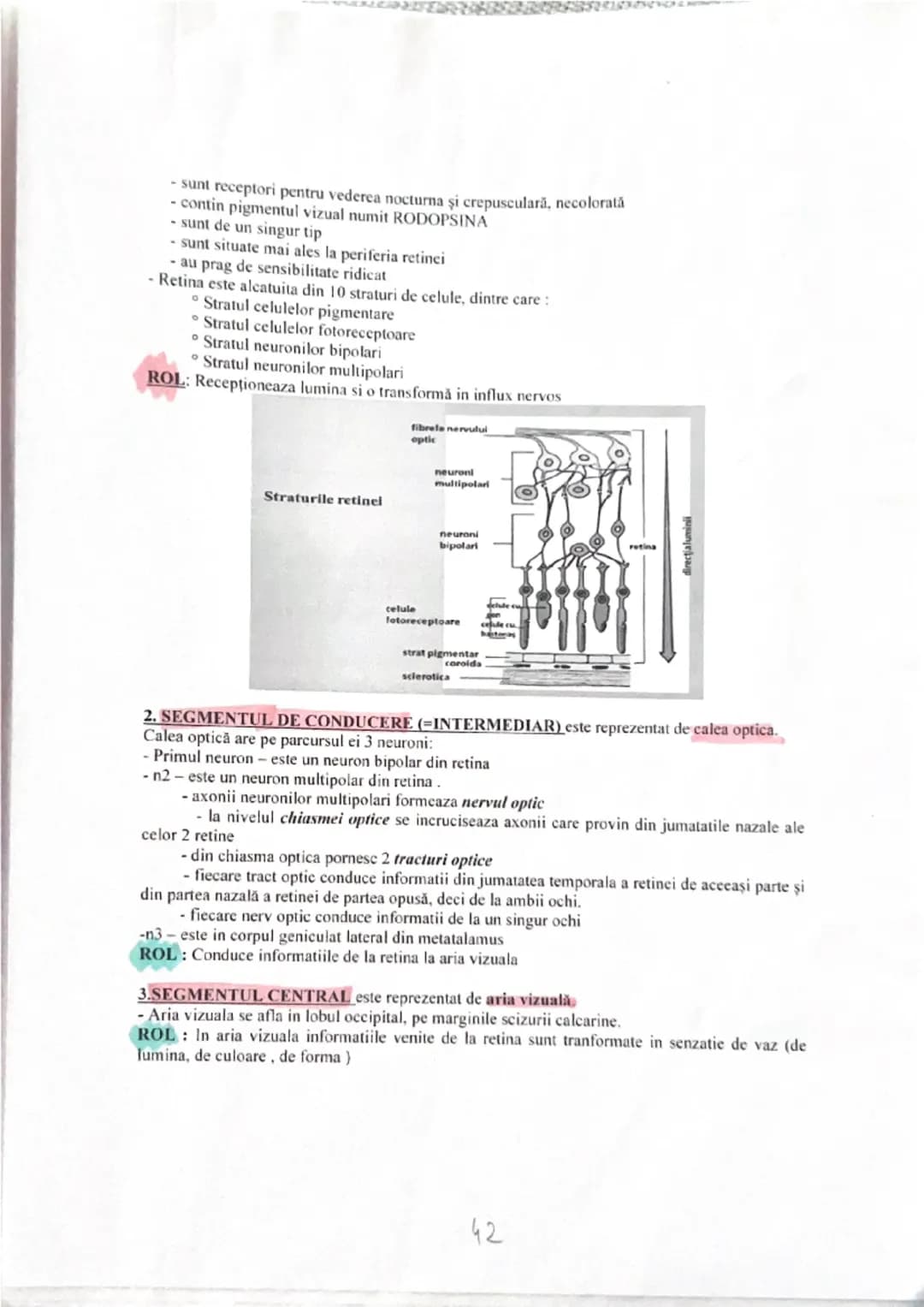 # ANALIZATORUL VIZUAL

Alcătuirea globului ocular: trei tunici, sistemul optic şi sistemul fotoreceptor.

**Tunici globului ocular:**

1. **