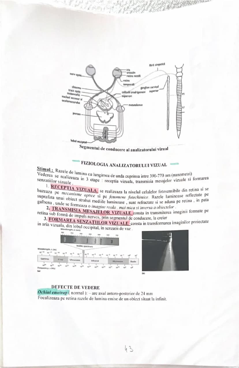 # ANALIZATORUL VIZUAL

Alcătuirea globului ocular: trei tunici, sistemul optic şi sistemul fotoreceptor.

**Tunici globului ocular:**

1. **