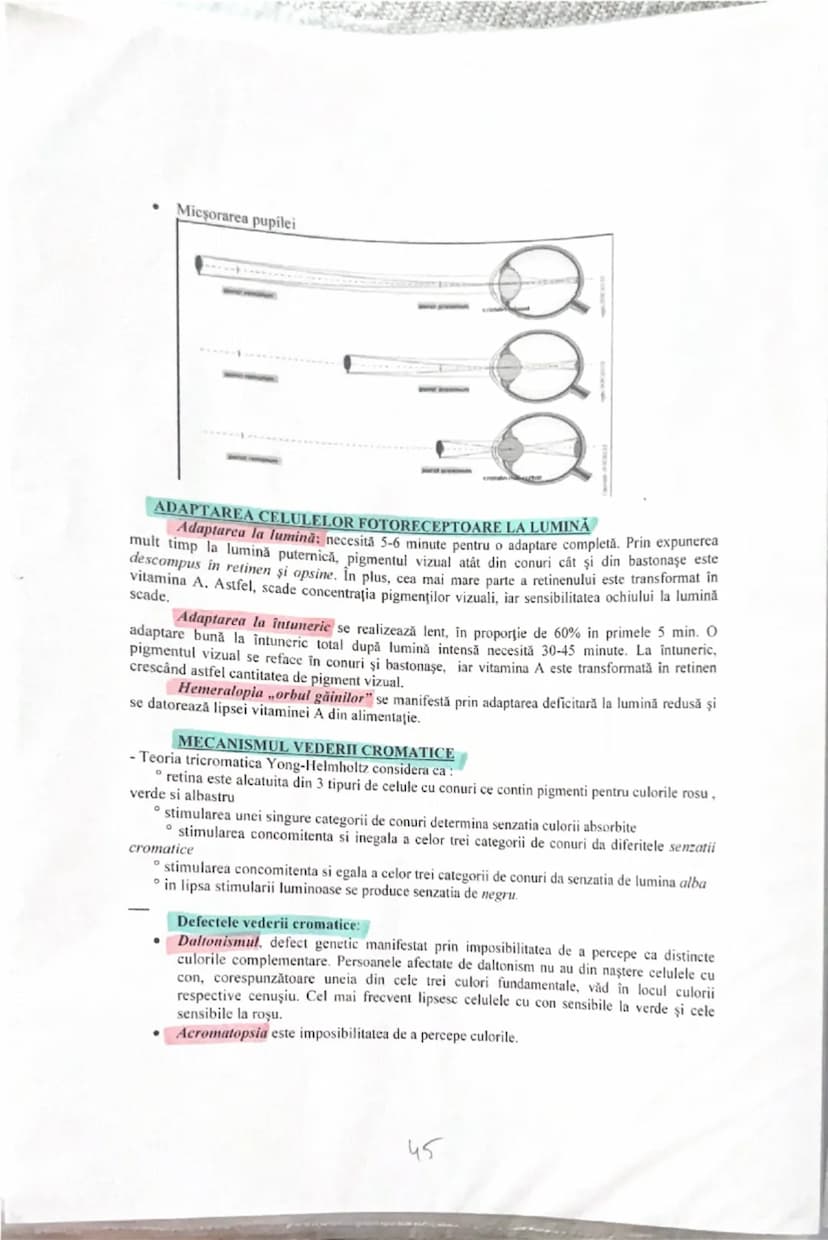 # ANALIZATORUL VIZUAL

Alcătuirea globului ocular: trei tunici, sistemul optic şi sistemul fotoreceptor.

**Tunici globului ocular:**

1. **