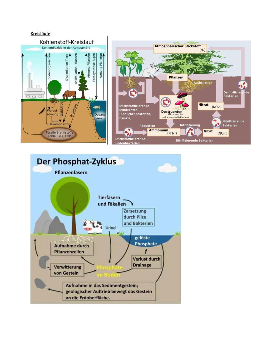 # Ökologie

Definition:

- Wechselwirkungen zwischen Organismen und ihrer Umwelt
- Beziehungen der Organismen untereinander
- Einflüsse von 