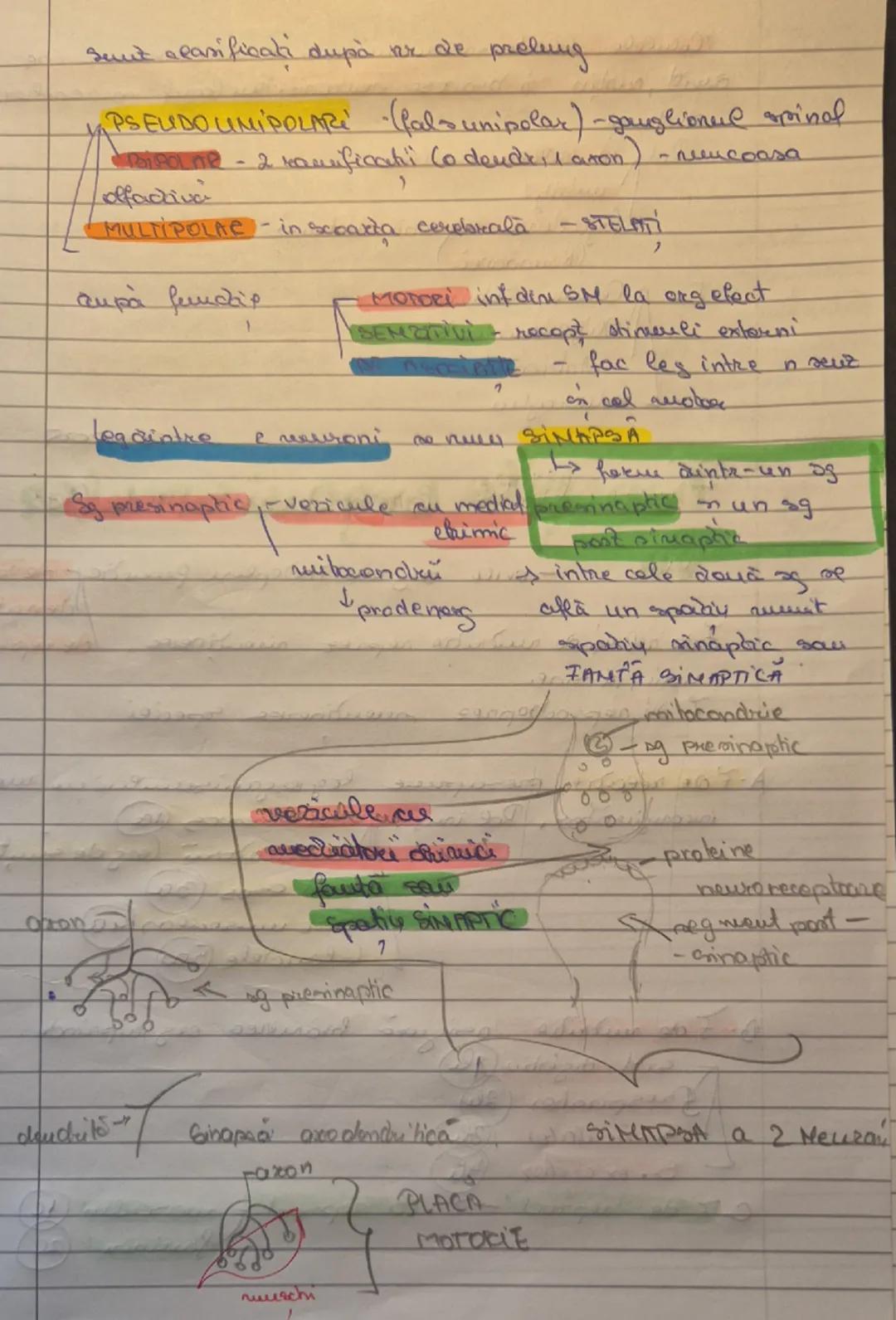 # Jesuturile animale
select epitelial
conjunctiv
muscular
nervos

# Tesutul Epitelial
23.09.2025

17 epitelial acoperă corpul spice exterior