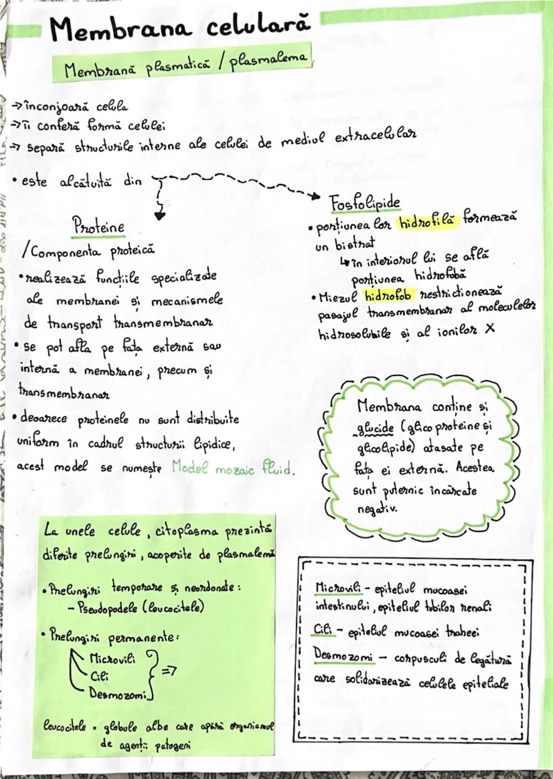 # Membrana celulară

Membrană plasmatică / plasmalema

→înconjoară celula

Ti conferă formă celulei

separă structurile interne ale celulei 
