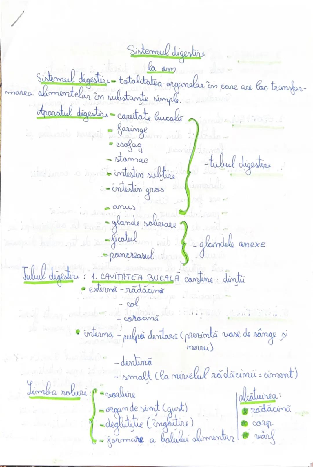 Sistemul digestiv la om