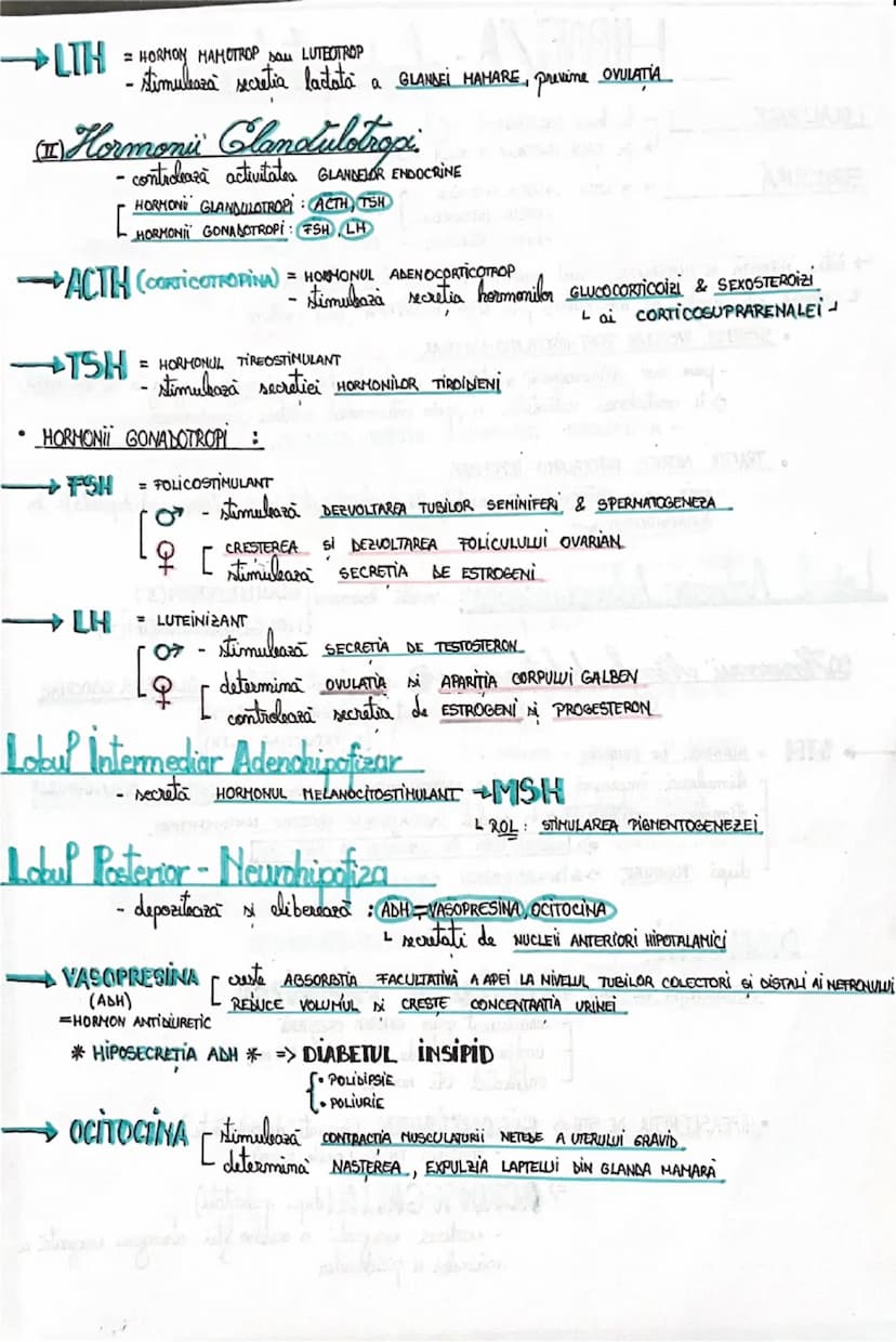 --- OCR Start ---
HIPORIZA - glanda patuitame
LOCALIZARE
la baza ENCEFALULUI
în SAVA TURCEASON A OSULUI STENOID
STRUCTURA
3 LOBI : LOBUL ANT