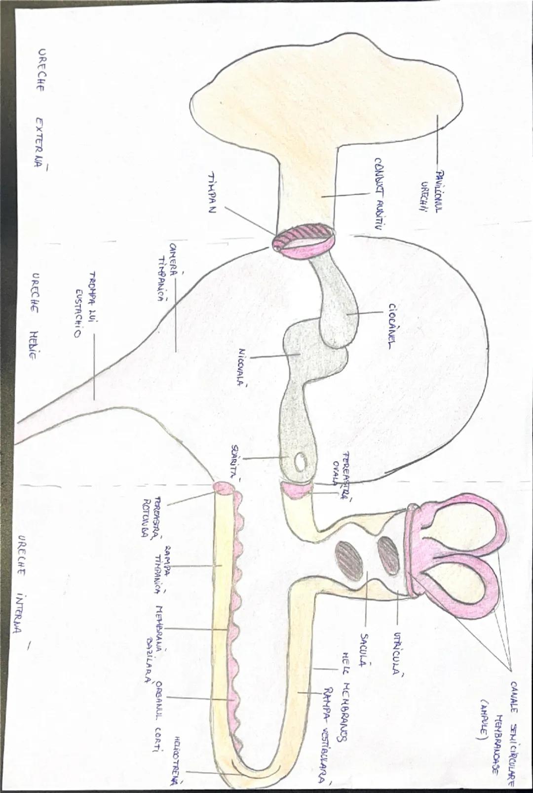 # Analizatorii

= SISTEME MOFOFUNCTIONALE prin intermediul cărora, la nivel cortical, sx realizează:
ANALIZA CALITATIVA SI CANTITATIVA A STI