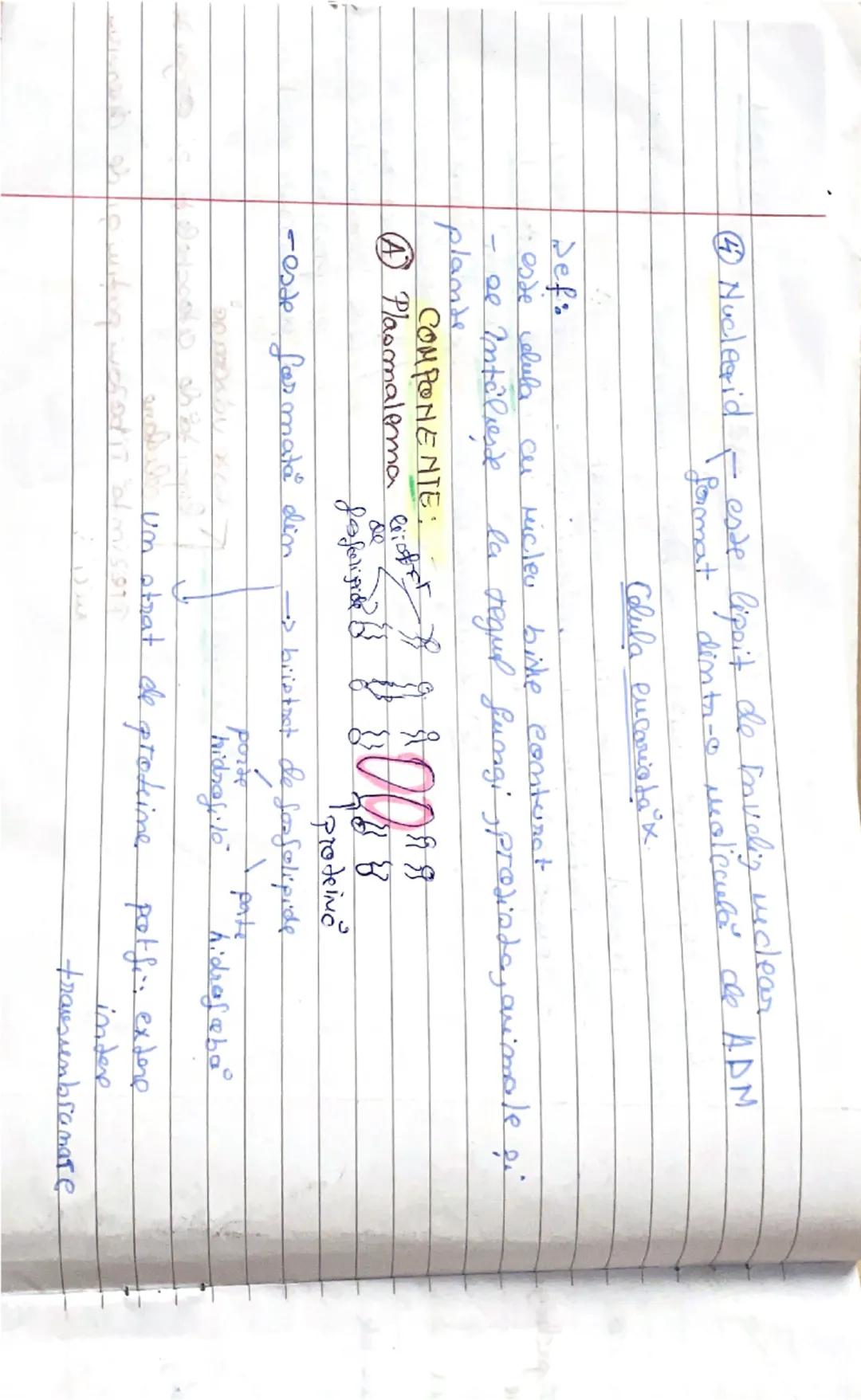 23.09.2021
Celula procariata x
Des: Reprezintă uritatea de bază structurare ?, functionali
a organiereler
Hucleul
Lu esde bime
conturat
se î