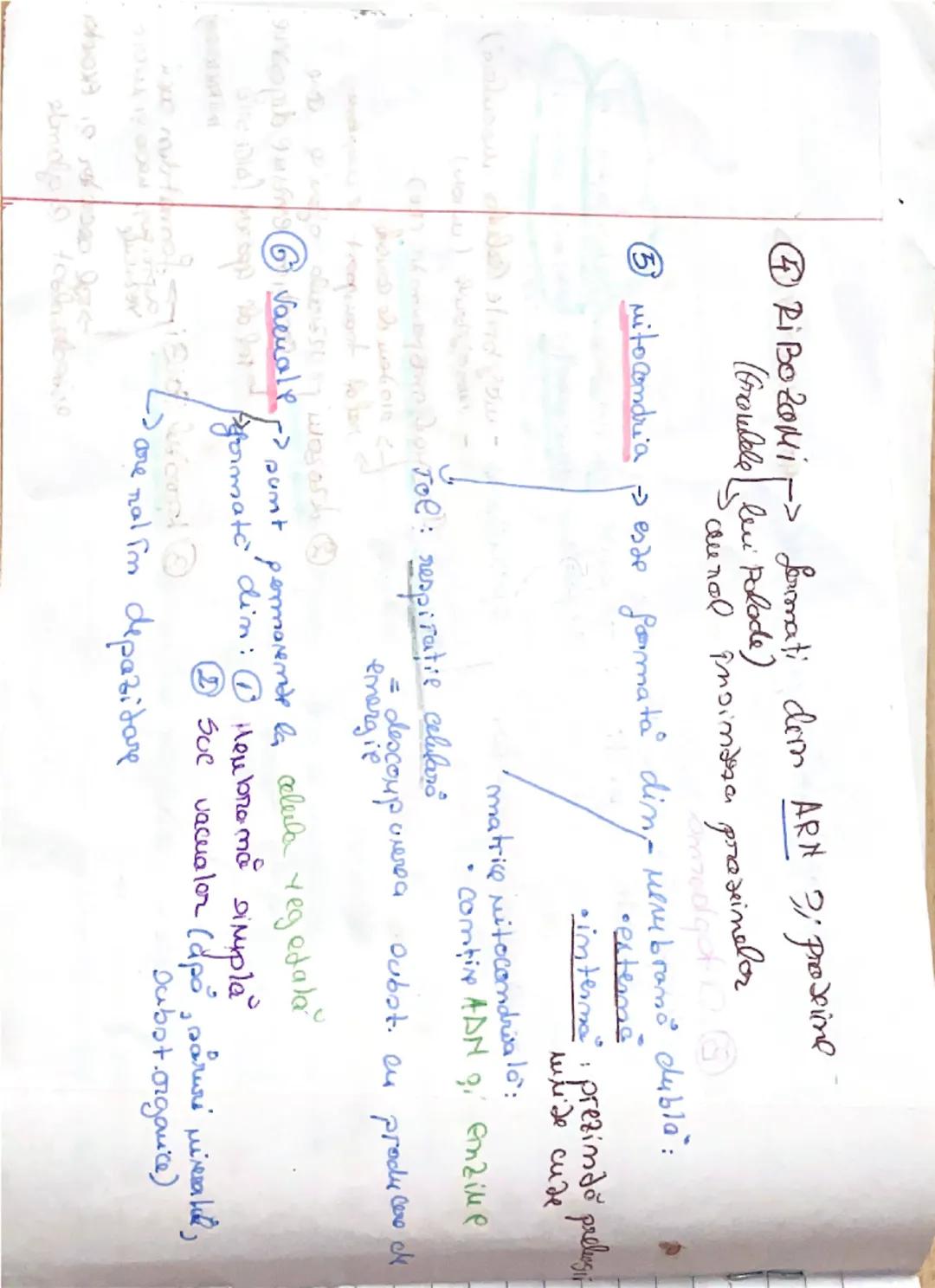 23.09.2021
Celula procariata x
Des: Reprezintă uritatea de bază structurare ?, functionali
a organiereler
Hucleul
Lu esde bime
conturat
se î