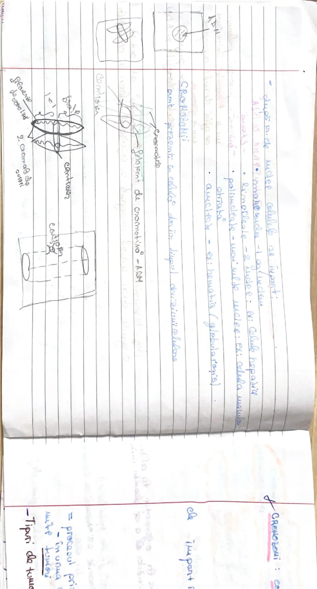 23.09.2021
Celula procariata x
Des: Reprezintă uritatea de bază structurare ?, functionali
a organiereler
Hucleul
Lu esde bime
conturat
se î