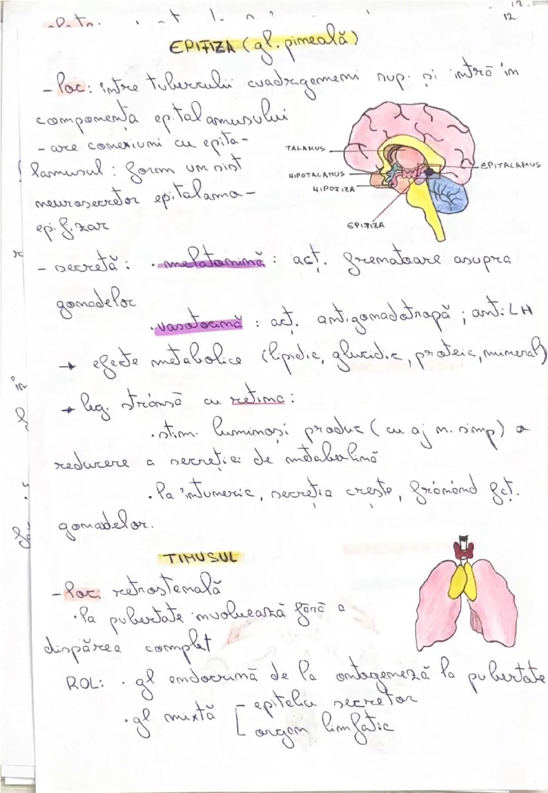 # GLANDE ENDOCRINE

-epiteli secretarii: cel care prad sulest, active

(HORMOND-eliberati în sânge

•nubest chimice speafice

• act. Pa dist