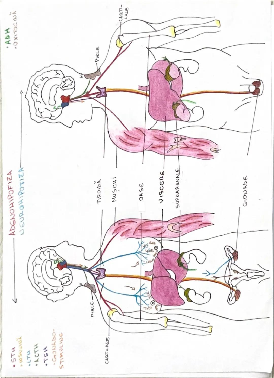# GLANDE ENDOCRINE

-epiteli secretarii: cel care prad sulest, active

(HORMOND-eliberati în sânge

•nubest chimice speafice

• act. Pa dist