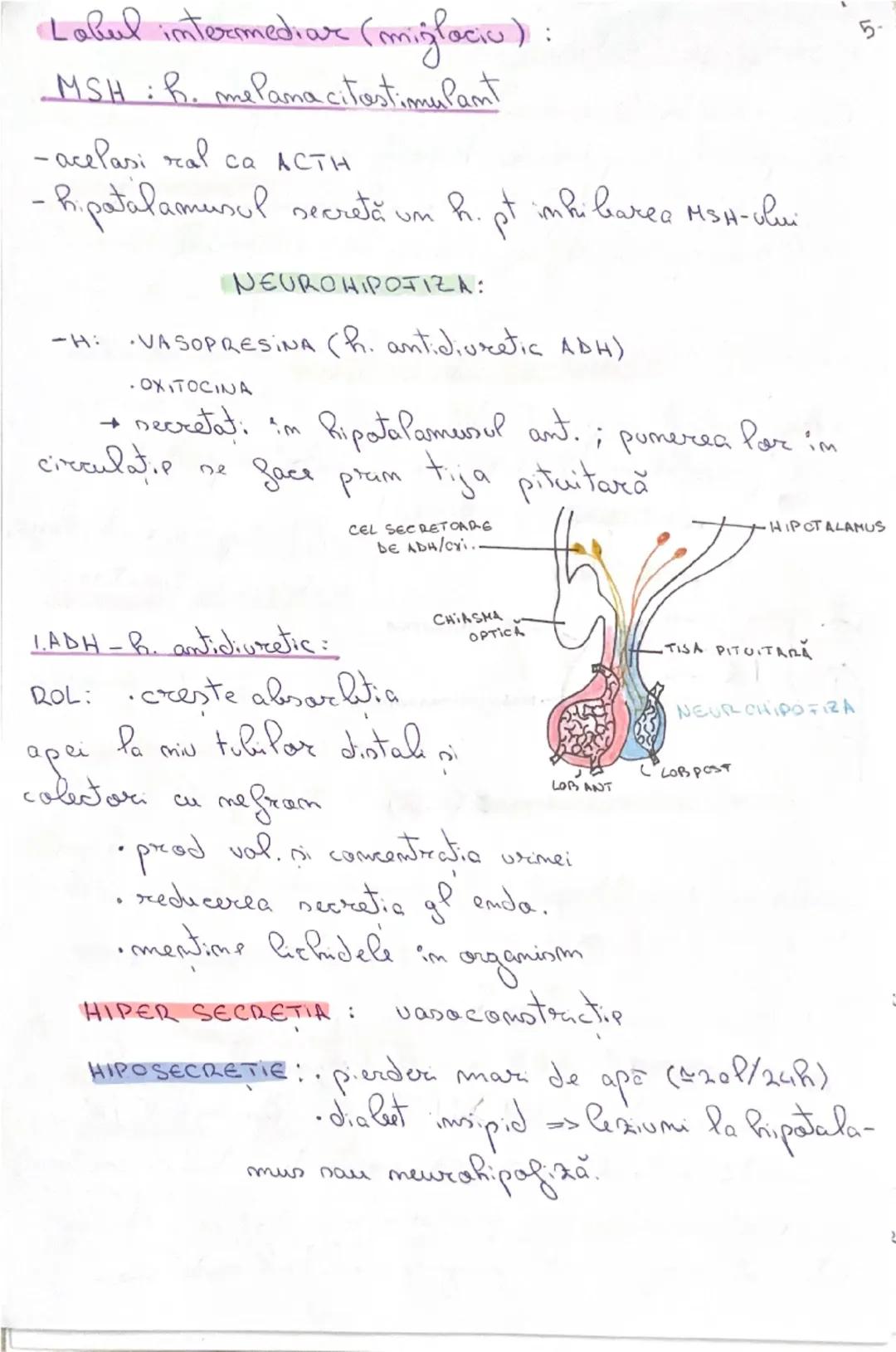 # GLANDE ENDOCRINE

-epiteli secretarii: cel care prad sulest, active

(HORMOND-eliberati în sânge

•nubest chimice speafice

• act. Pa dist