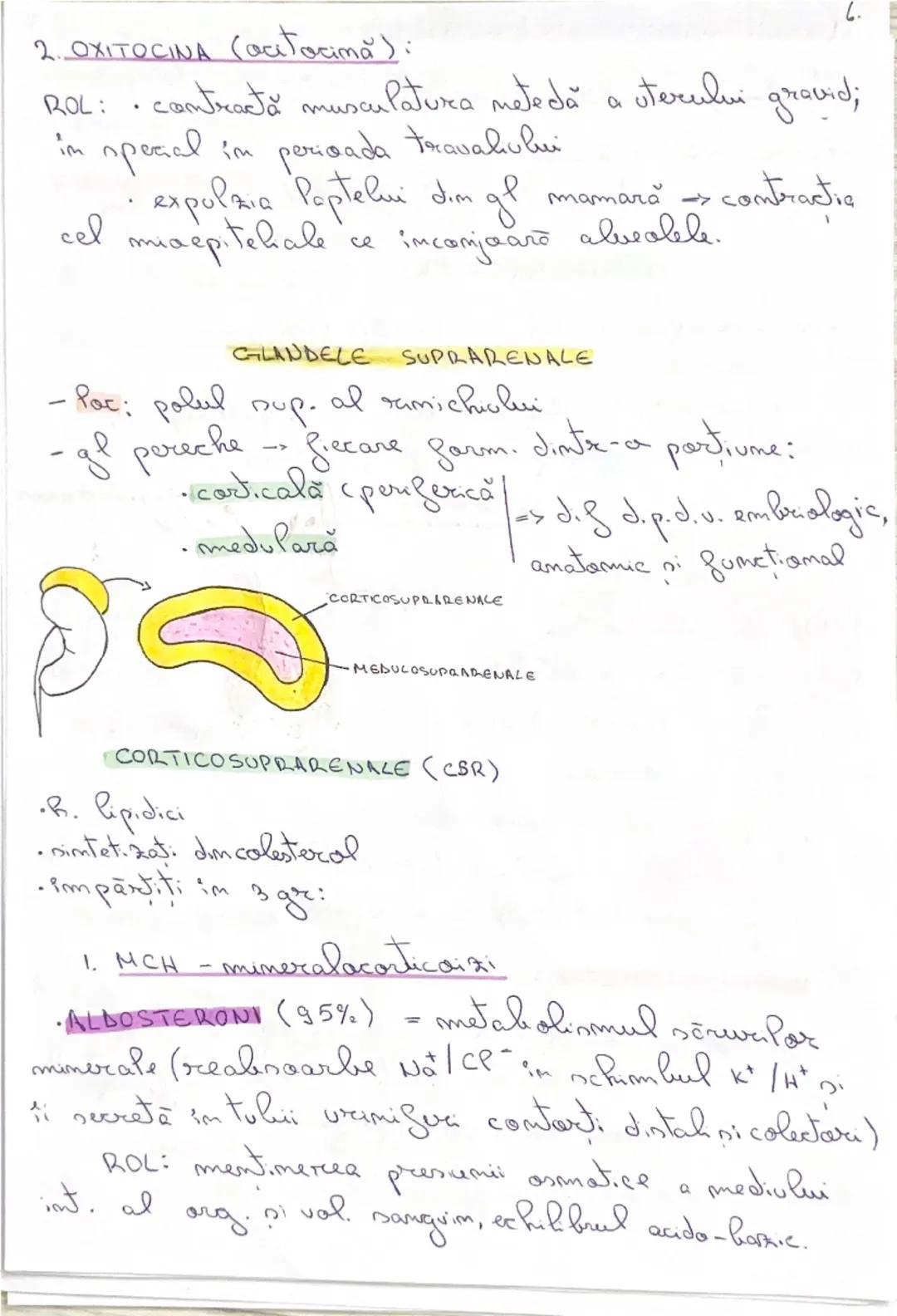 # GLANDE ENDOCRINE

-epiteli secretarii: cel care prad sulest, active

(HORMOND-eliberati în sânge

•nubest chimice speafice

• act. Pa dist