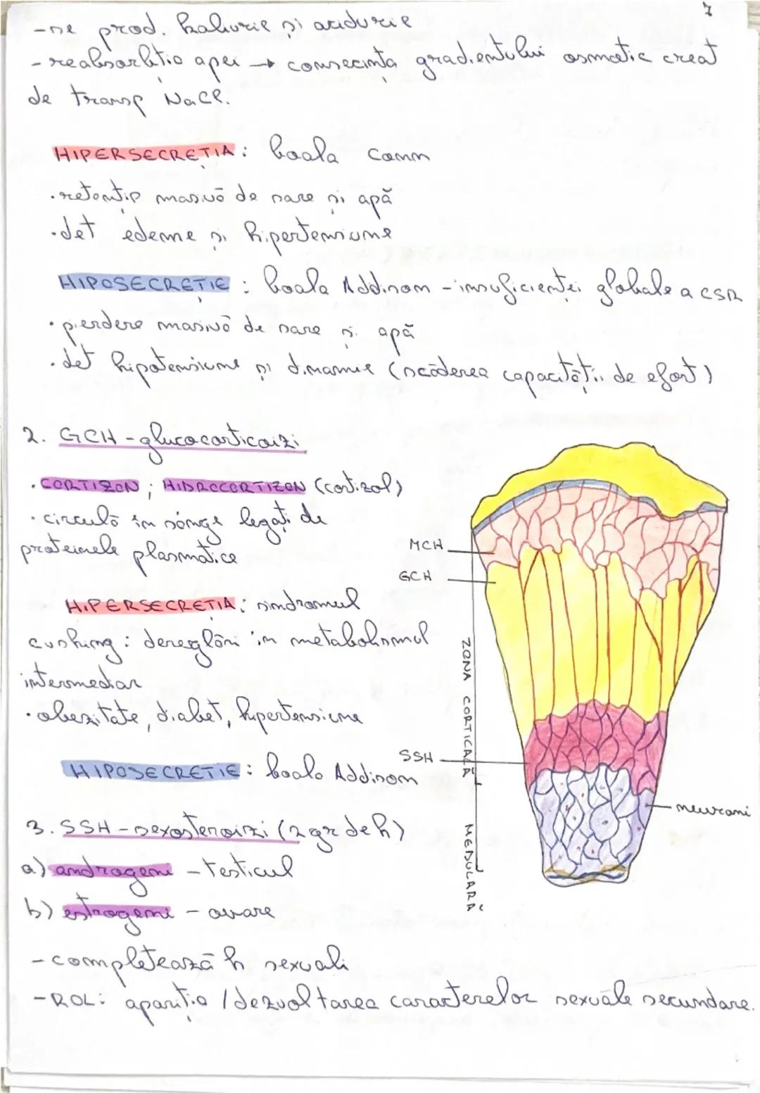 # GLANDE ENDOCRINE

-epiteli secretarii: cel care prad sulest, active

(HORMOND-eliberati în sânge

•nubest chimice speafice

• act. Pa dist