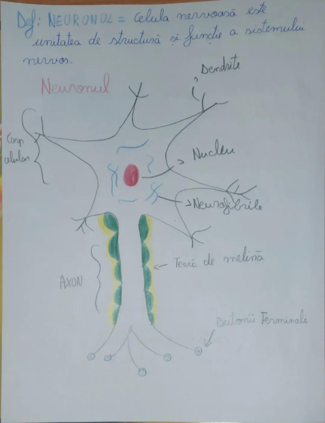 Sistemul nervos la
om
Def: Sistemul nervos reprezinta totalitatea
organelor nervoase alcătuite din tesutul
nervos.
Clasificarea sistemului n