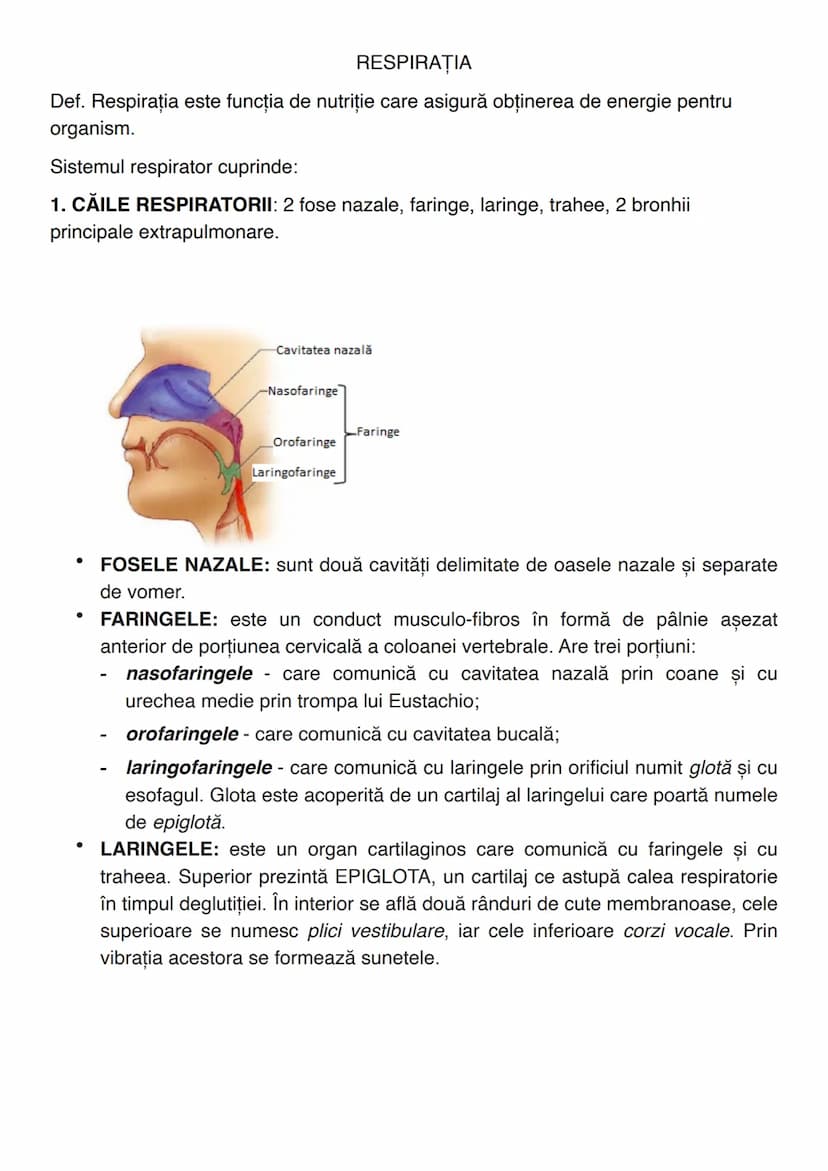 --- OCR Start ---
RESPIRAȚIA
Def. Respirația este funcția de nutriție care asigură obținerea de energie pentru
organism.
Sistemul respirator