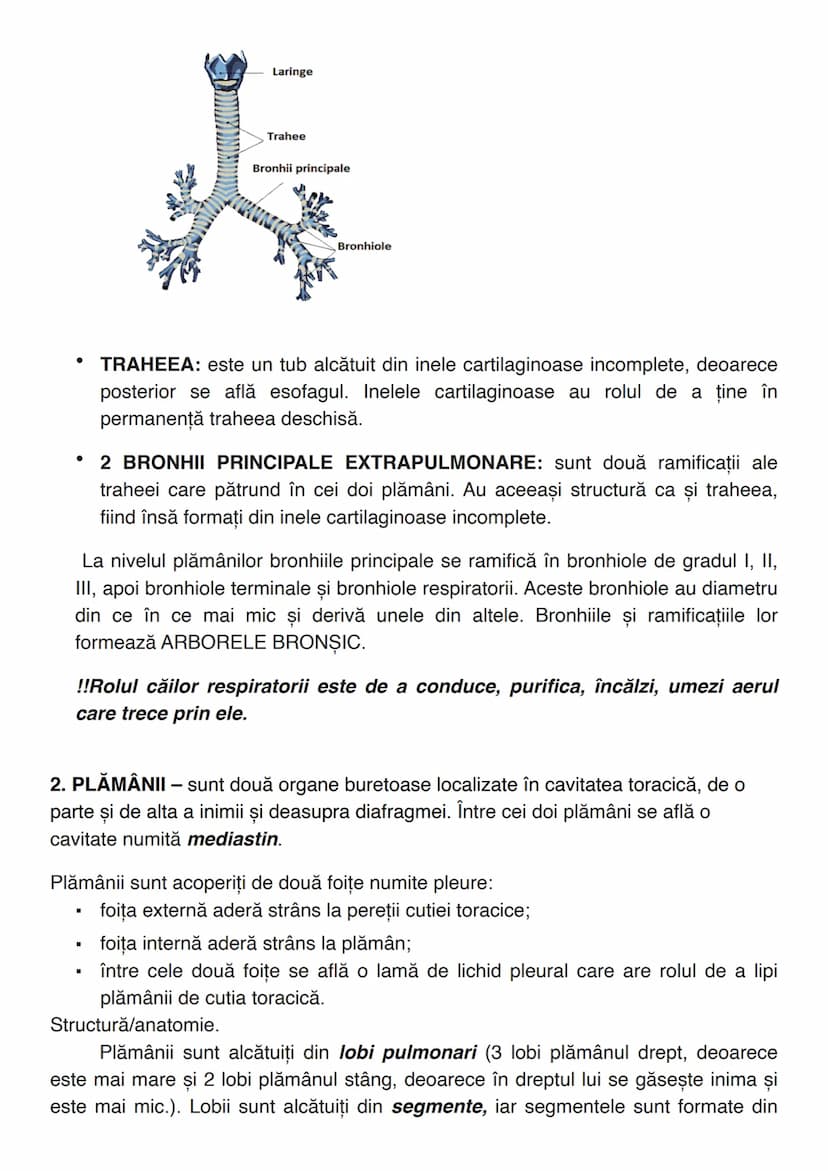 --- OCR Start ---
RESPIRAȚIA
Def. Respirația este funcția de nutriție care asigură obținerea de energie pentru
organism.
Sistemul respirator