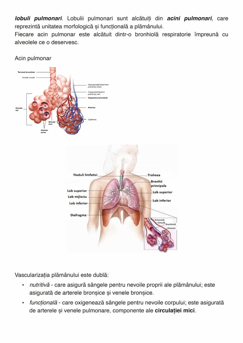 --- OCR Start ---
RESPIRAȚIA
Def. Respirația este funcția de nutriție care asigură obținerea de energie pentru
organism.
Sistemul respirator