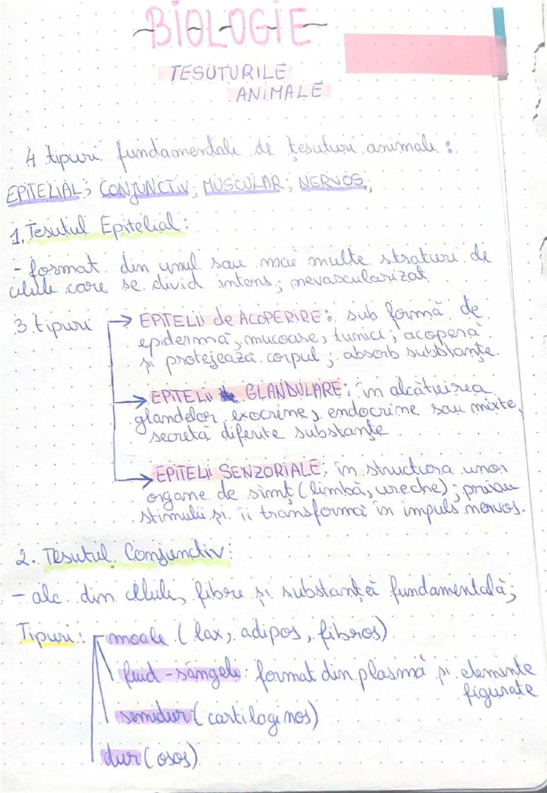 --- OCR Start ---
BIOLOGIE
TESUTURILE
ANIMALE
: A tipuri fundamentali de tesuturi animali:
EPITELIALS CONJUNCTIV; MUSCULAR; NERVOS,
1. Tesut
