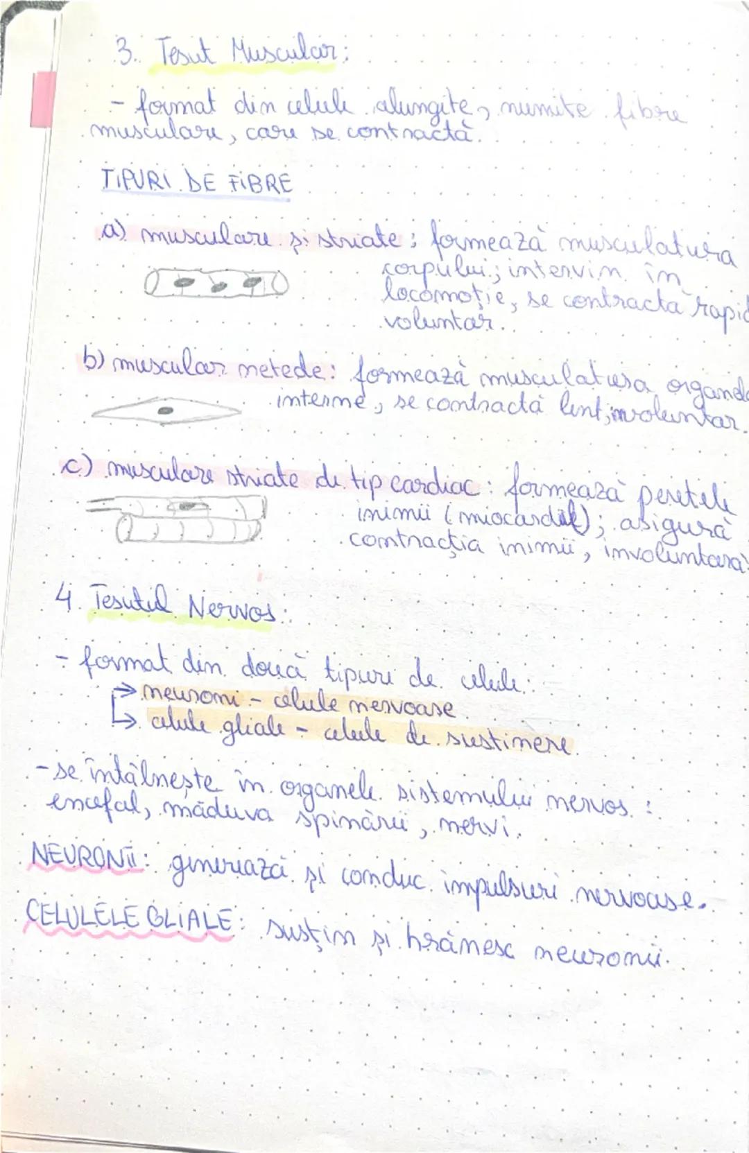 --- OCR Start ---
BIOLOGIE
TESUTURILE
ANIMALE
: A tipuri fundamentali de tesuturi animali:
EPITELIALS CONJUNCTIV; MUSCULAR; NERVOS,
1. Tesut
