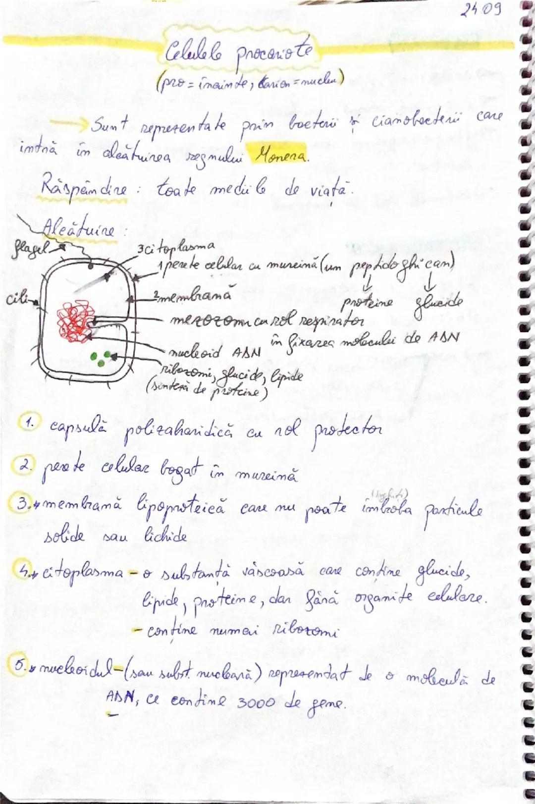 2409
Celulele procariote
(pro = înainte, carion = nucleu)
Sunt reprezentate prin bacterii & cianobacterii care
intră în alcătuirea regnului 