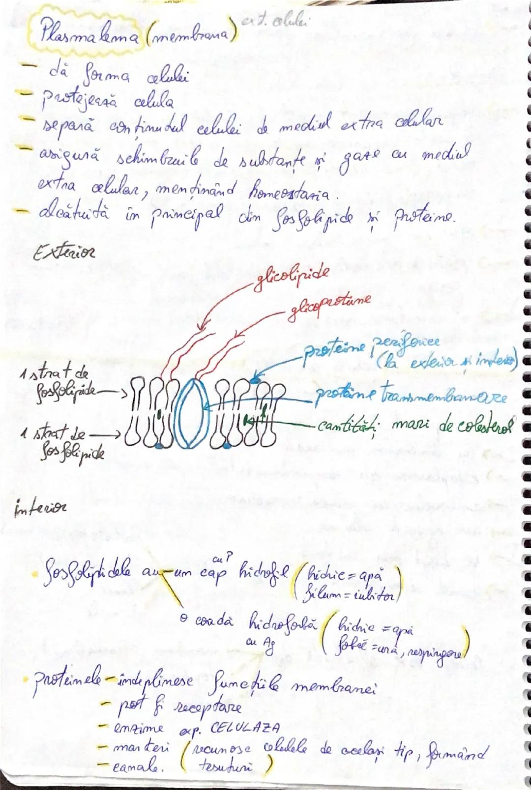 2409
Celulele procariote
(pro = înainte, carion = nucleu)
Sunt reprezentate prin bacterii & cianobacterii care
intră în alcătuirea regnului 