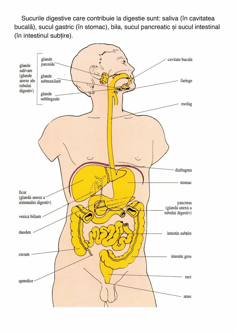 # SISTEMUL DIGESTIV
Sistemul digestiv constituie un complex de organe care îndeplinesc
funcţiile de digestie și absorbție.
# ANATOMIA SISTEM