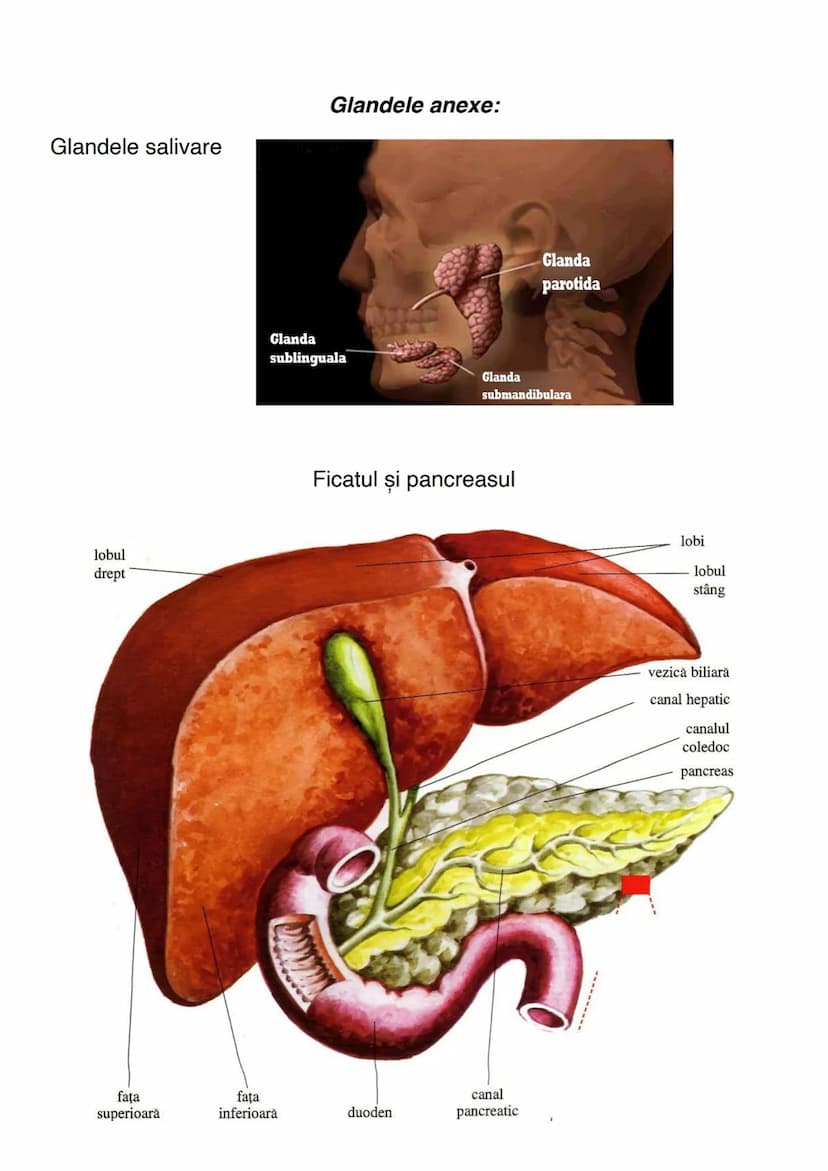 # SISTEMUL DIGESTIV
Sistemul digestiv constituie un complex de organe care îndeplinesc
funcţiile de digestie și absorbție.
# ANATOMIA SISTEM