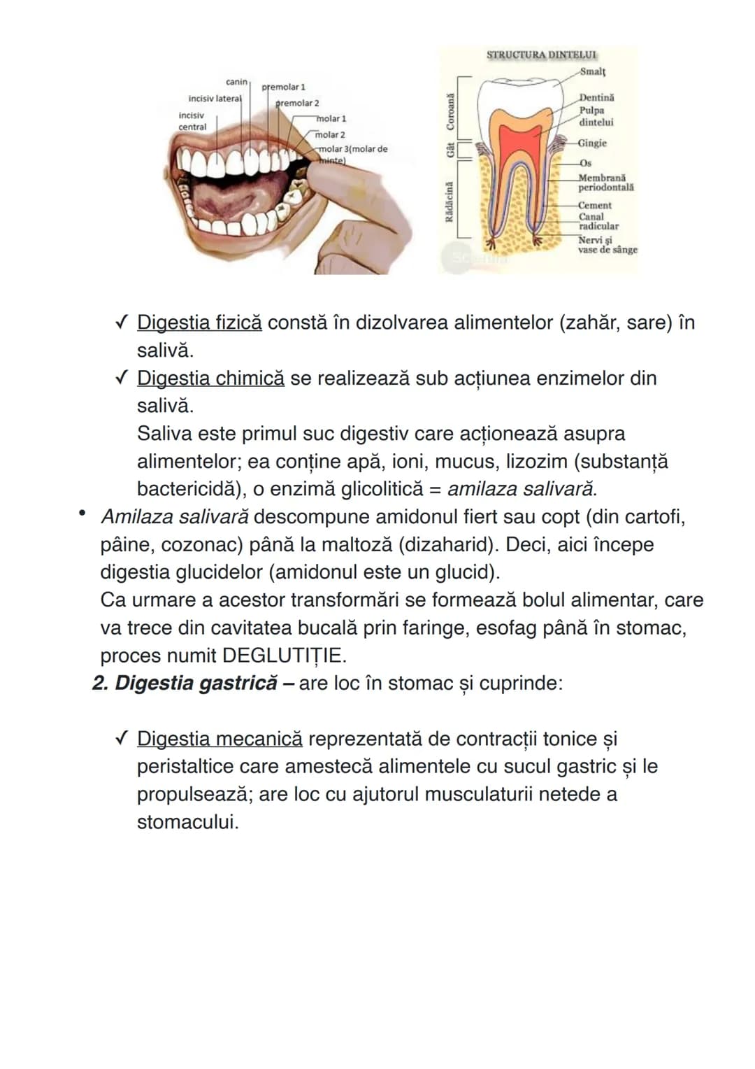 # SISTEMUL DIGESTIV
Sistemul digestiv constituie un complex de organe care îndeplinesc
funcţiile de digestie și absorbție.
# ANATOMIA SISTEM