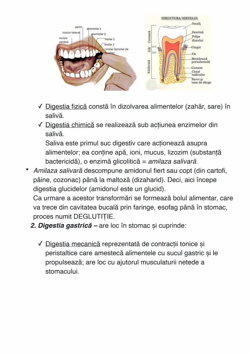 # SISTEMUL DIGESTIV
Sistemul digestiv constituie un complex de organe care îndeplinesc
funcţiile de digestie și absorbție.
# ANATOMIA SISTEM