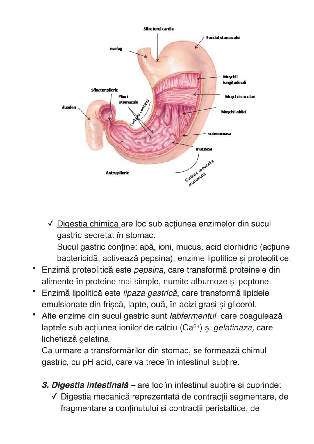 # SISTEMUL DIGESTIV
Sistemul digestiv constituie un complex de organe care îndeplinesc
funcţiile de digestie și absorbție.
# ANATOMIA SISTEM
