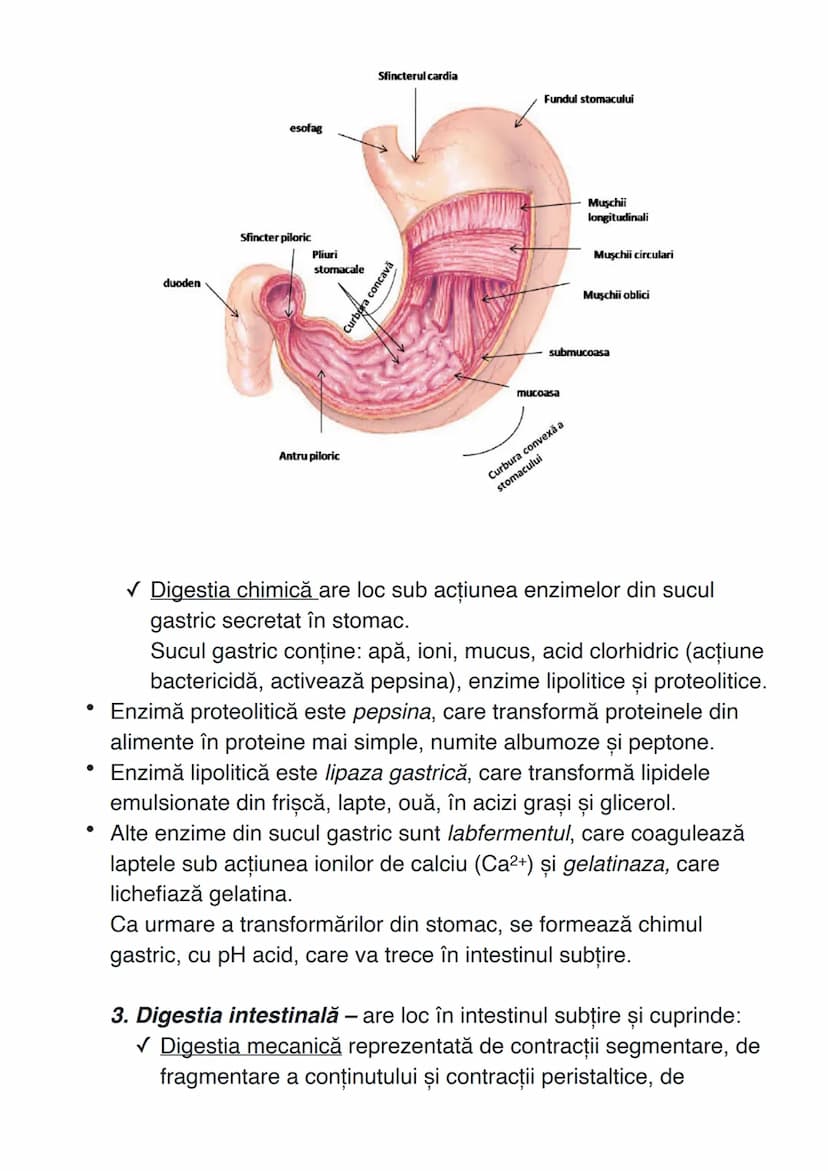 # SISTEMUL DIGESTIV
Sistemul digestiv constituie un complex de organe care îndeplinesc
funcţiile de digestie și absorbție.
# ANATOMIA SISTEM