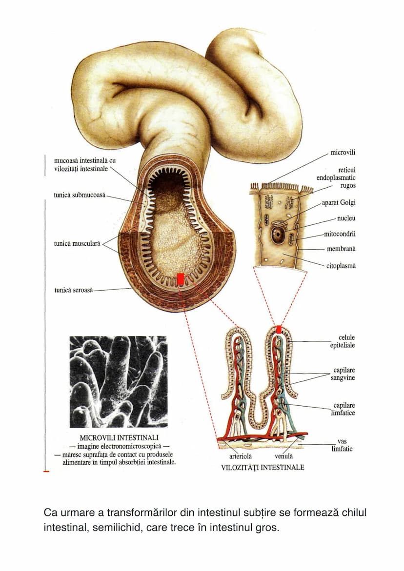 # SISTEMUL DIGESTIV
Sistemul digestiv constituie un complex de organe care îndeplinesc
funcţiile de digestie și absorbție.
# ANATOMIA SISTEM