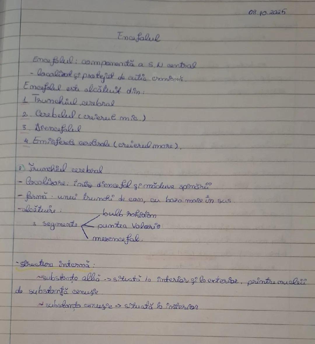 🧠encefalul, lectie simpla