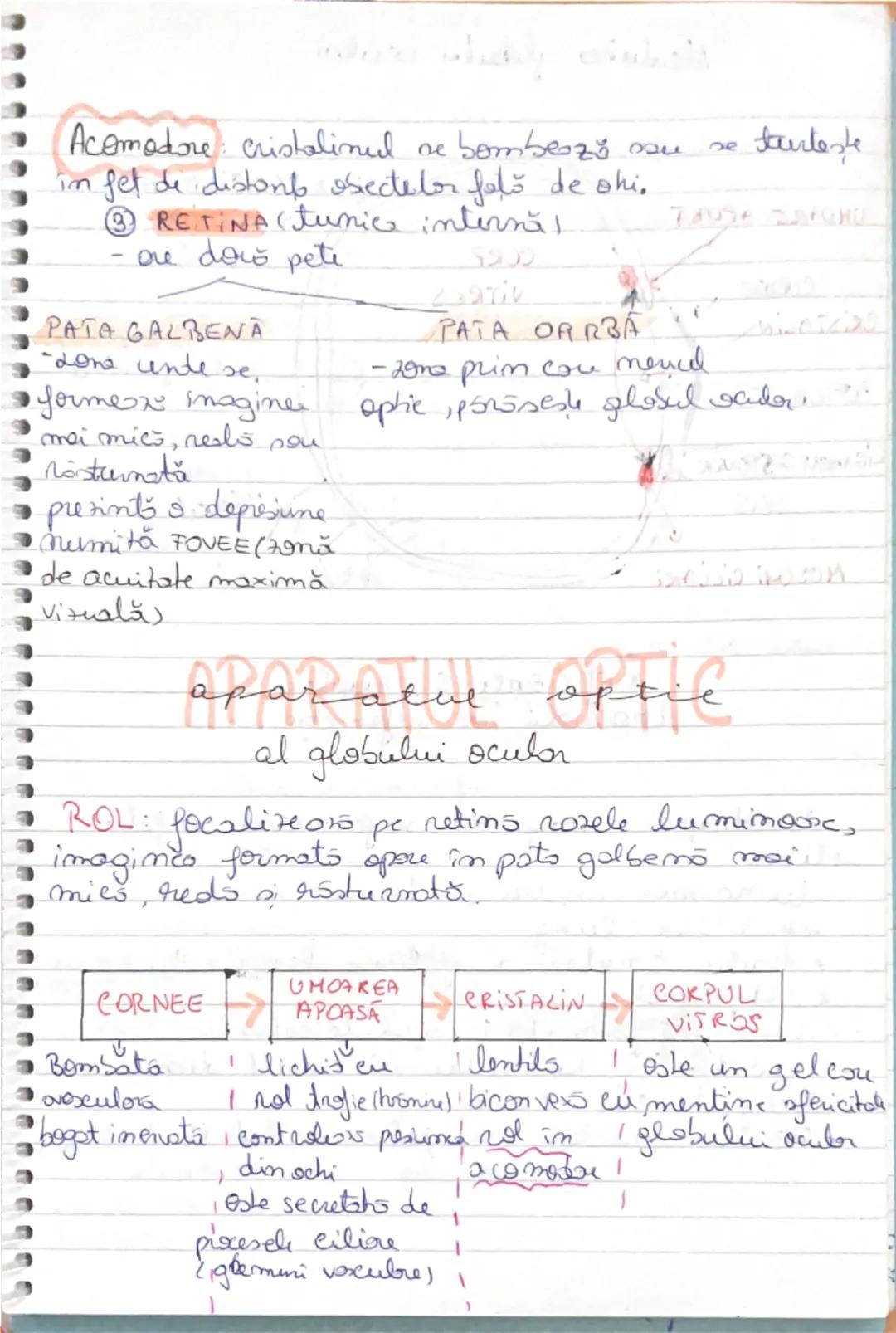 ## FUNCŢIA de RELAŢIE

ROL:
- mişcări şi sensibilitatea la plante
-integrează organele de simţ
-organismul sistemul nervos
-în medie: Aparat