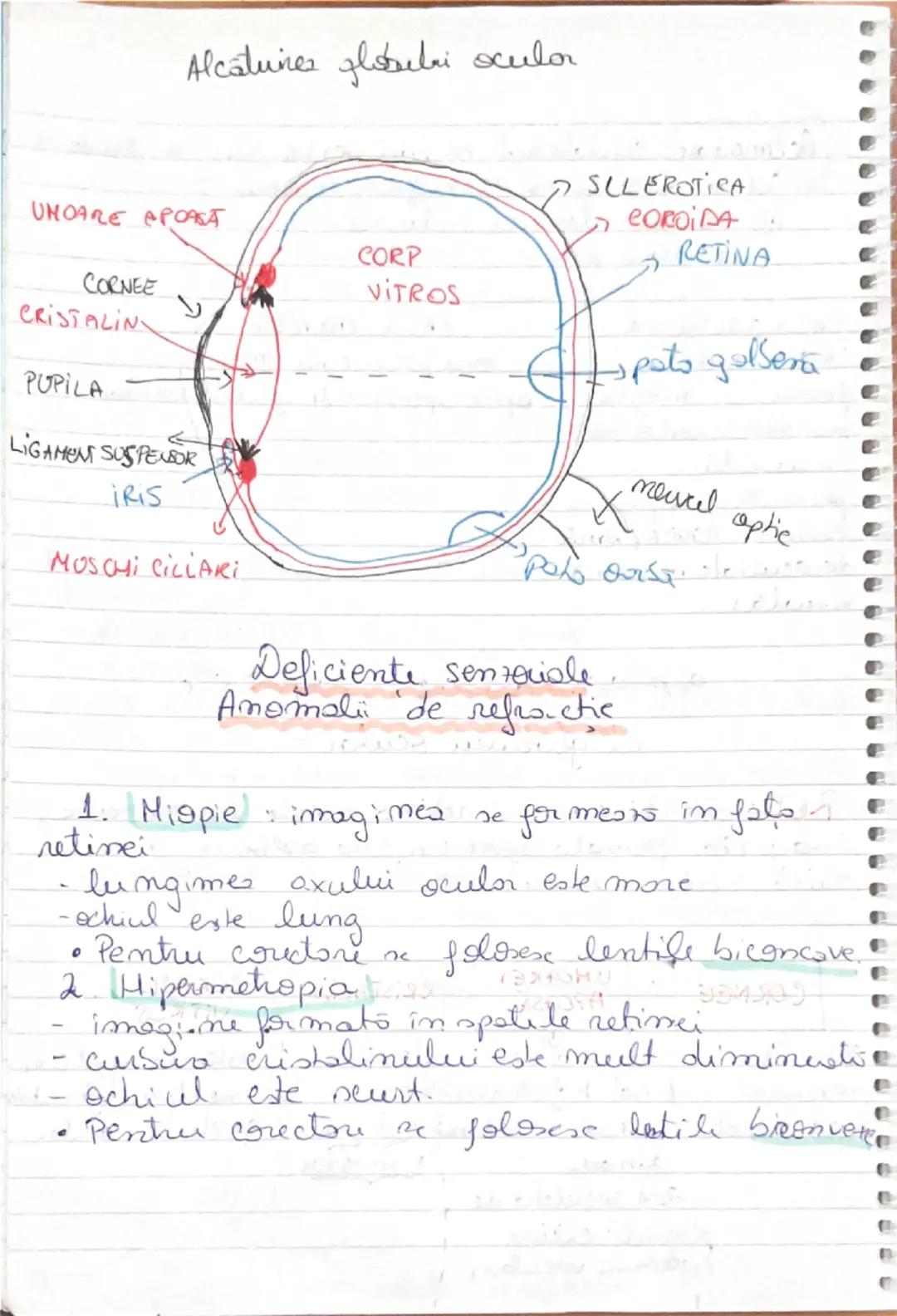 ## FUNCŢIA de RELAŢIE

ROL:
- mişcări şi sensibilitatea la plante
-integrează organele de simţ
-organismul sistemul nervos
-în medie: Aparat