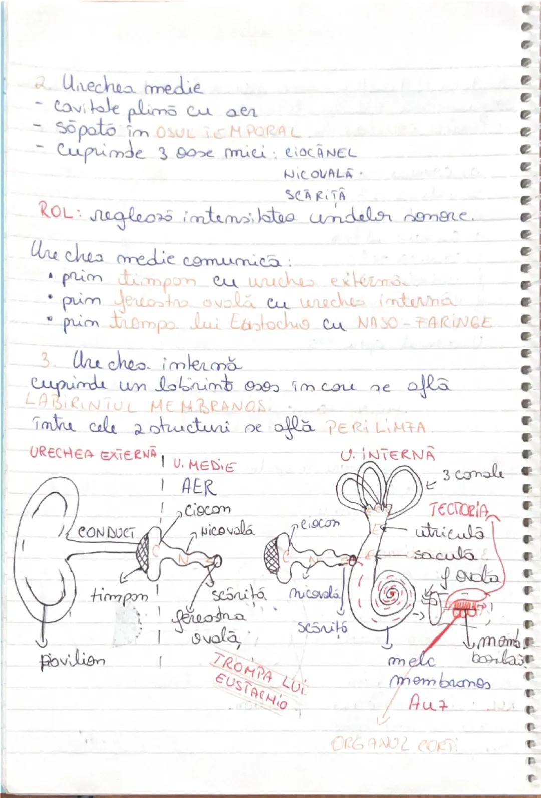 ## FUNCŢIA de RELAŢIE

ROL:
- mişcări şi sensibilitatea la plante
-integrează organele de simţ
-organismul sistemul nervos
-în medie: Aparat