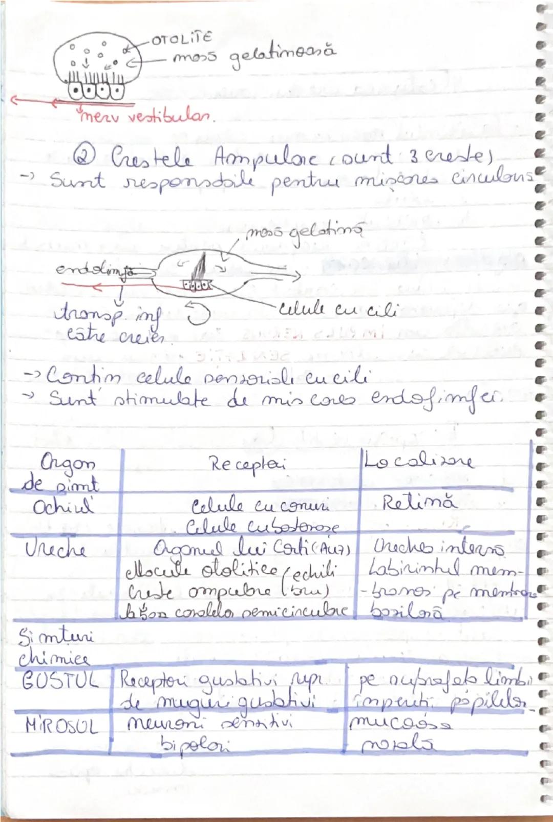 ## FUNCŢIA de RELAŢIE

ROL:
- mişcări şi sensibilitatea la plante
-integrează organele de simţ
-organismul sistemul nervos
-în medie: Aparat