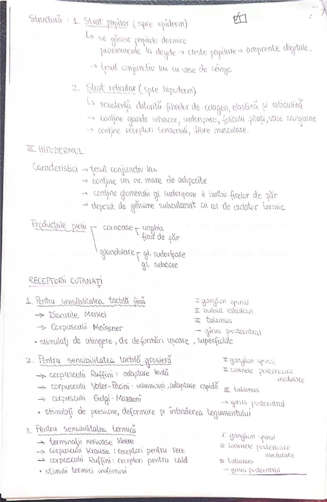# ANALIZATORI

1. Segmentul periferic (receptorul)
   - structură specializată pt a receptiona o anumită formă de energie din m ext.sau int.