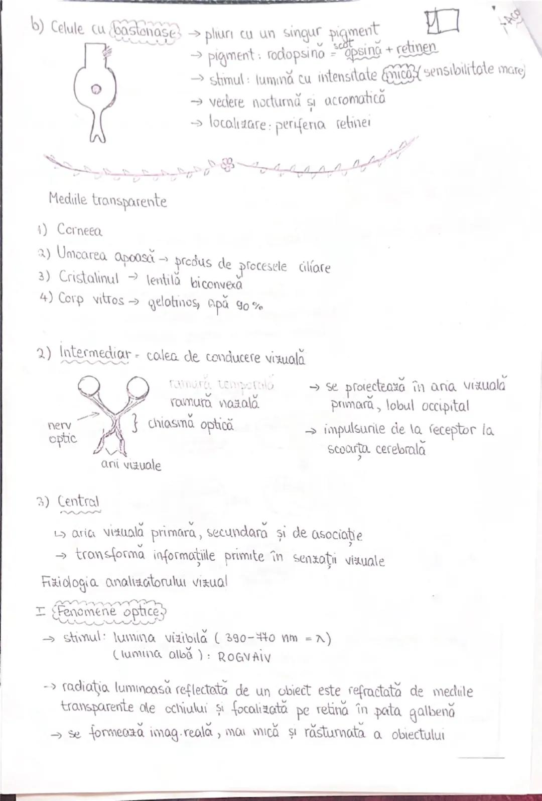 # ANALIZATORI

1. Segmentul periferic (receptorul)
   - structură specializată pt a receptiona o anumită formă de energie din m ext.sau int.