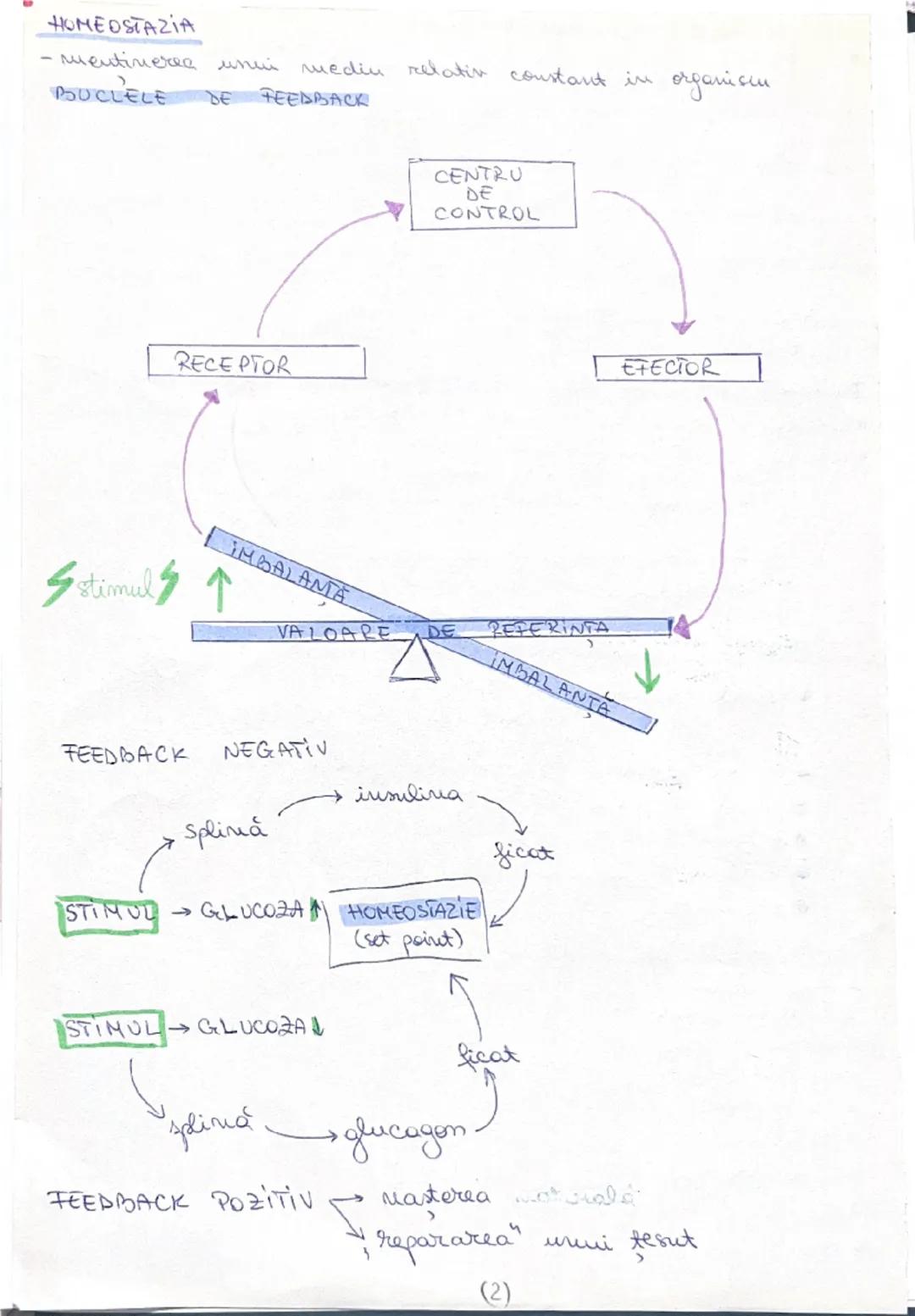 --- OCR Start ---
ANATOMIE = STRUCTURA ORGANISMULUI
•cu vântul anatomie inseamnă a disece sou a taia și separa
parțile corpului pentru studi